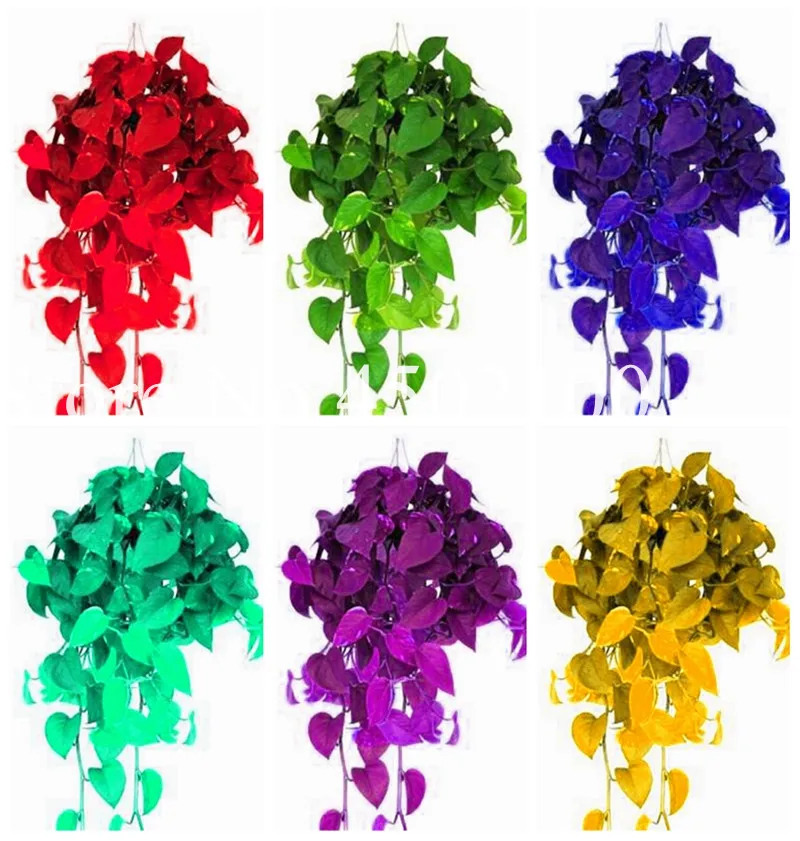 

100 Pcs Exotic Epipremnum Aureum Bonsai Rainbow Office Desk Bonsai Aquatic Plant Purify Air Absorb Harmful Gases For Living Room