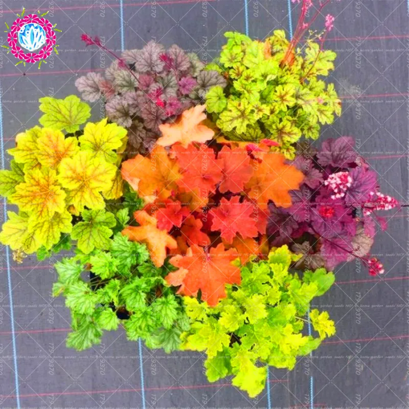 6000+ Gambar Daun Warna Warni HD Terbaru 6000+ Gambar Daun Warna Warni HD Terbaru