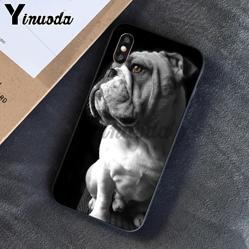 Cute dog english bulldog