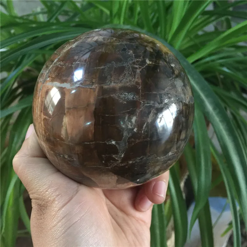 

New arrivals large size natural wood fossil stone ball Reiki healing rock sphere for home decoration