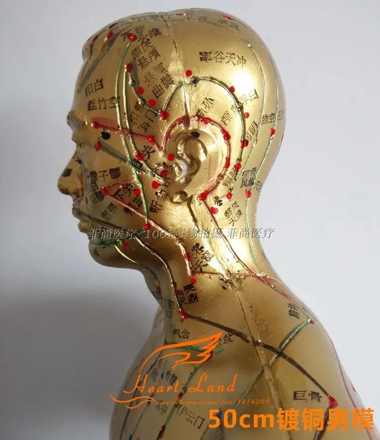 Меридиан модель человека Акупунктура точка человеческого тела модель 50 см медицинское образование приспособления для мужчин