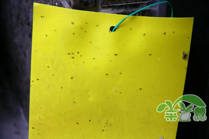 50 шт. \ много Семья садоводства совка пластина ловушки насекомых доска растительного теплиц все можно использовать