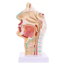Human Anatomical Nasal Cavity Throat Anatomy Medical Model Teaching Tool 1 1 pvc high quality cardiac anatomy model medical teaching tool art tool instructional tool clinic figurines