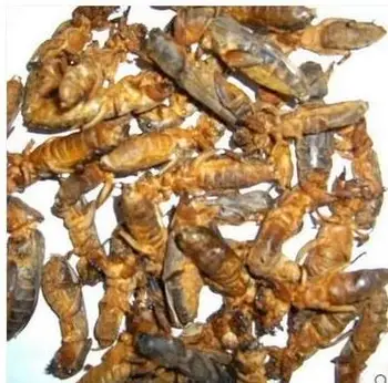 

FREE SHIPPING!!!!! Wild Dried Mole Cricket Traditional Chinese Medicine 250g