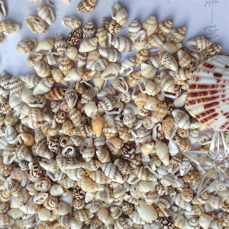 

200pcs/Lot 0.9-1.5 cm Very Mini Sea Shell Small Sea Conch DIY Home Decoration Material Natural Craft Seashell Aquarium Landscape