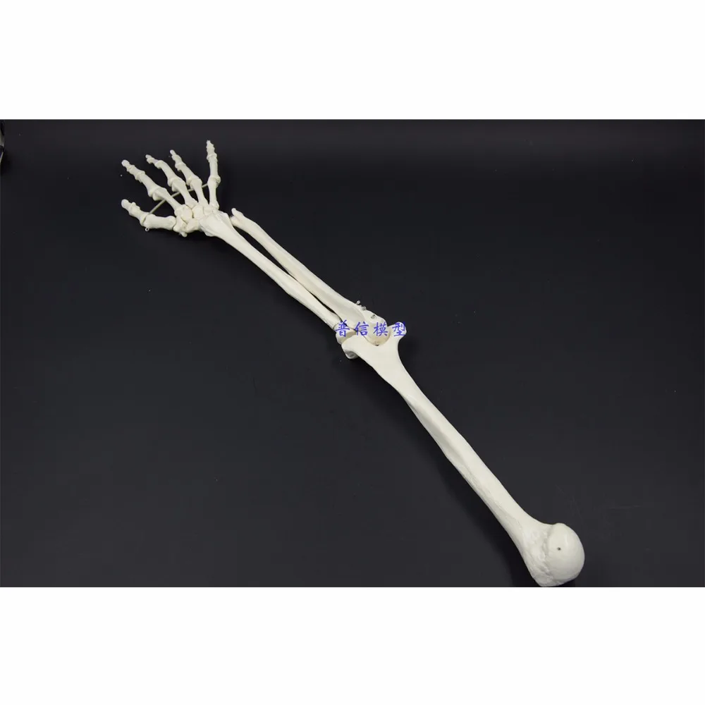1:1 Human Bone Model of Bone Adult Arm of Upper Limb Arm and Radius Hand Medical Science School Teaching Supplies