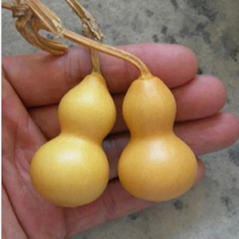 

Hand twist gourd bonsais 5bonsai miniature organic vegetable bonsais