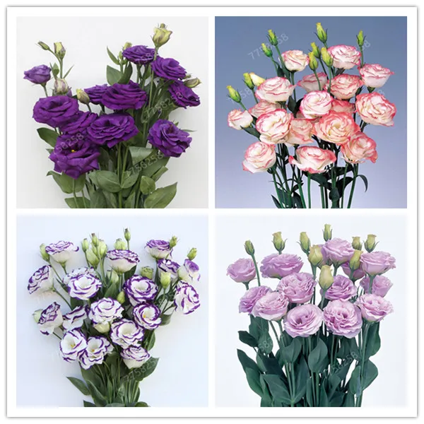 

100 pcs / bag, rare Eustoma flower, potted plant, Lisianthus , Mixed colors flower plant, variety complete,the budding rate 95%