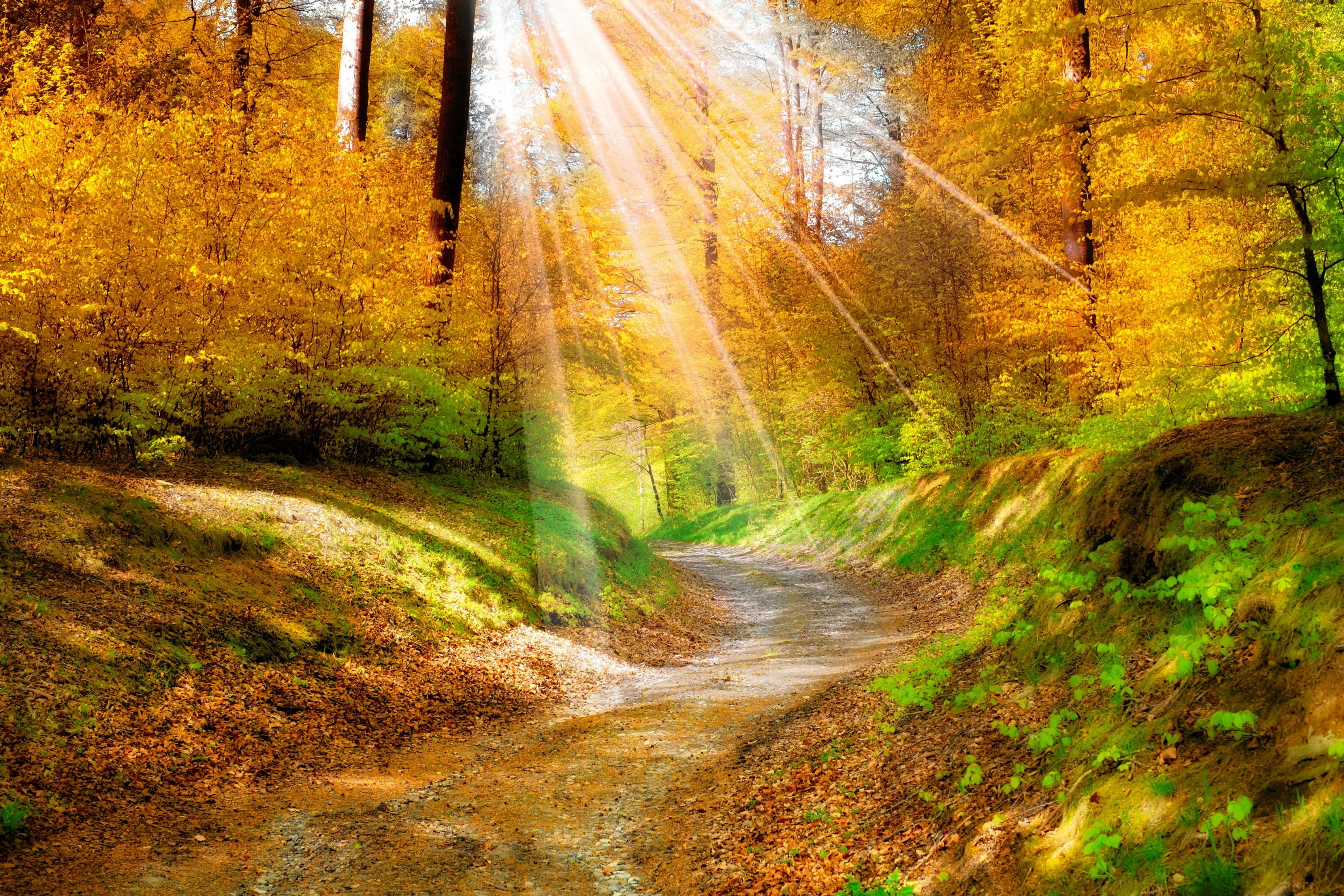 Paysage Nature D Or Feuilles D Automne Jaune Foret Arbres Salon Accueil Art Decor Bois Cadre Tissu Affiche 262fj Aliexpress Paysage Nature D Or Feuilles D Automne Jaune Foret Arbres Salon Accueil Art Decor Bois Cadre Tissu Affiche 262fj Aliexpress