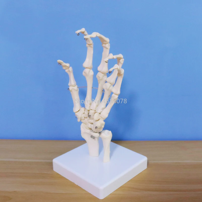Life Size Human Hand Joint Anatomical Skeleton Model Medical Science Health Life Useful For Medical Teaching Supplies