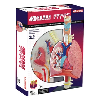 

human anatomy model respiratory system heart lung anatomical model