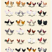 Ферма Животные, курица, пород художественный тканевый плакат 20x1" /36x24" Декор-02