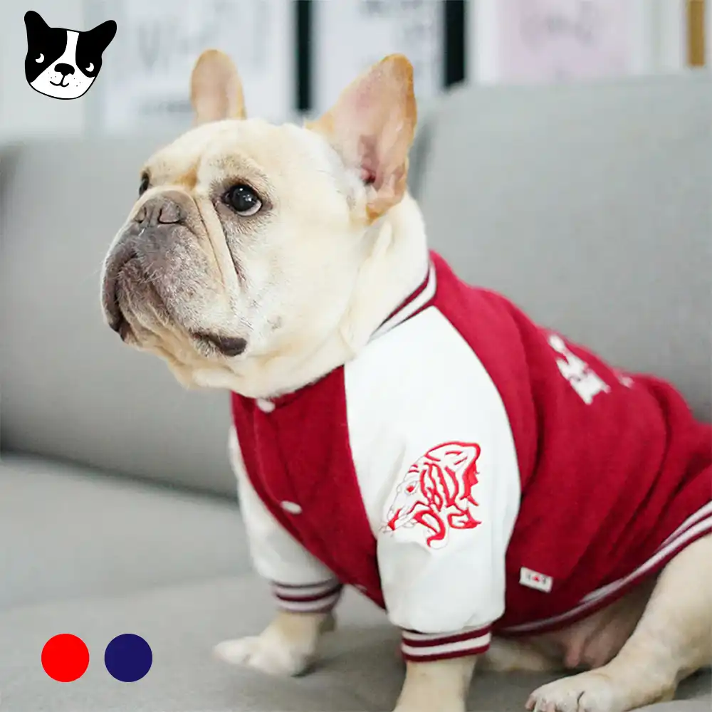 Resultado de imagen para 犬 french bulldog