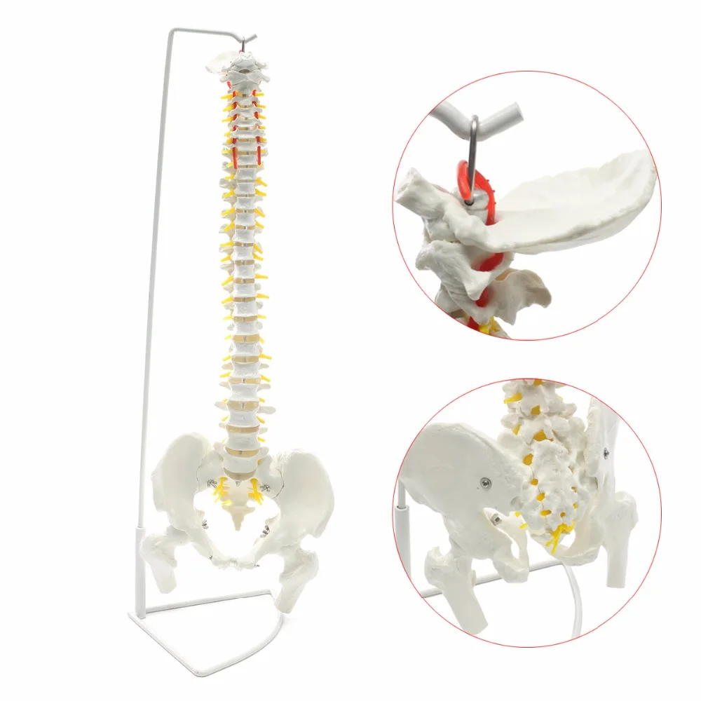 Professional модель позвоночника человека гибкий медицинский анатомический хиропрактика ж/стенд