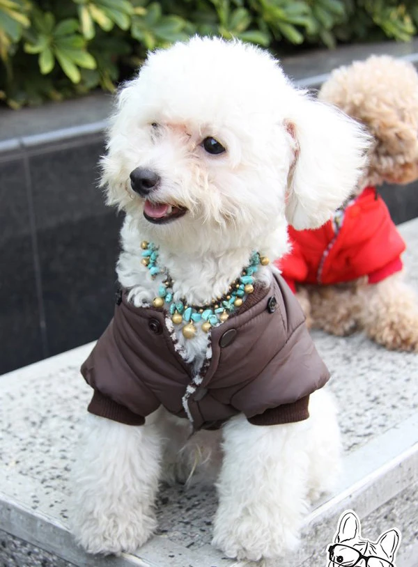 Домашние питомцы кофейного цвета со снежной щетиной собаки зимнее пальто