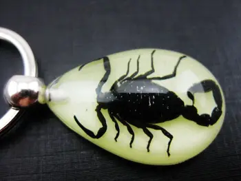 

Free Shipping High Quality 50 PCS Real Black Scorpion Insect Drop Goth Glow in Dark Keychain Strange Gift Scorpio
