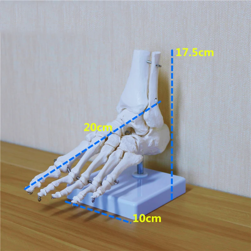 Гибкая человеческая модель для ног, подошва для ног, суставы голеностопного сустава, голеностопного сустава и фибулы, модель для ортопедического обучения для медицинских целей