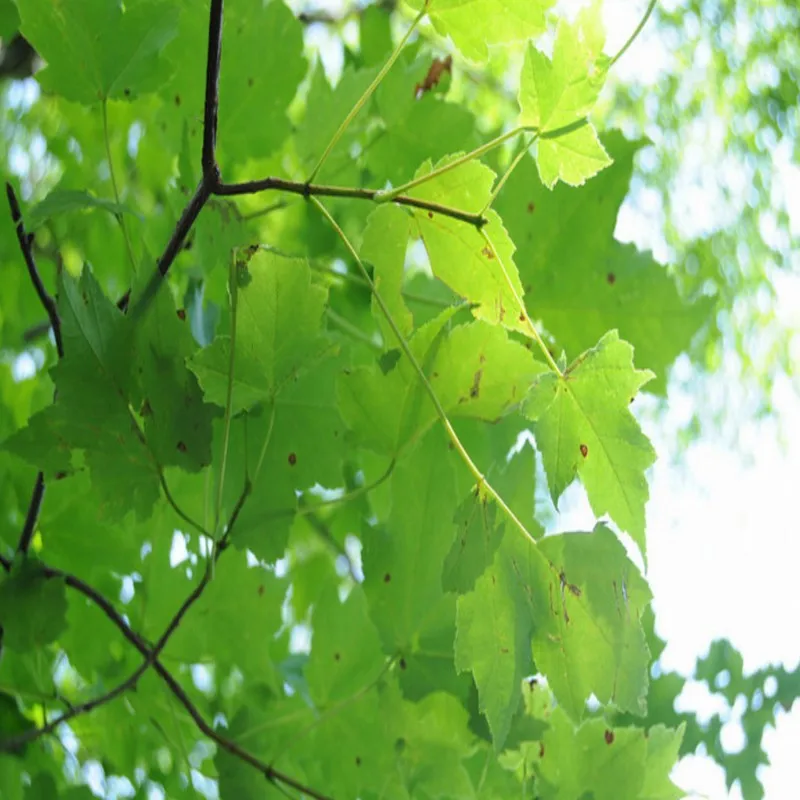 Unduh 100+ Wallpaper Alam Daun Gratis Unduh 100+ Wallpaper Alam Daun Gratis