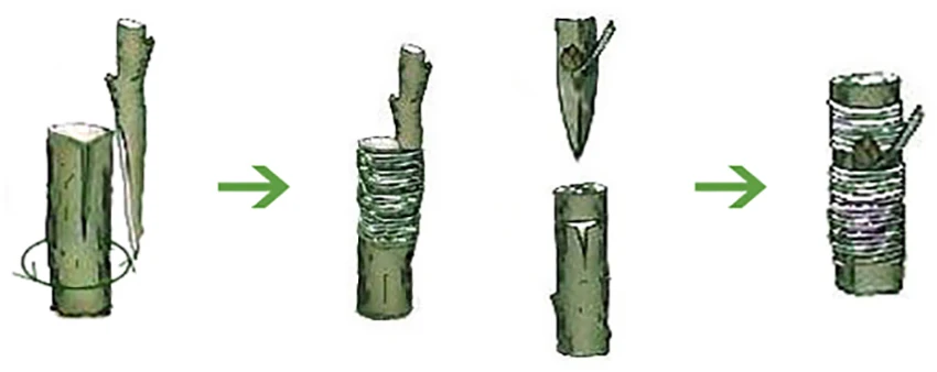 TB2gMg4xKGSBuNjSspbXXciipXa_!!410136993