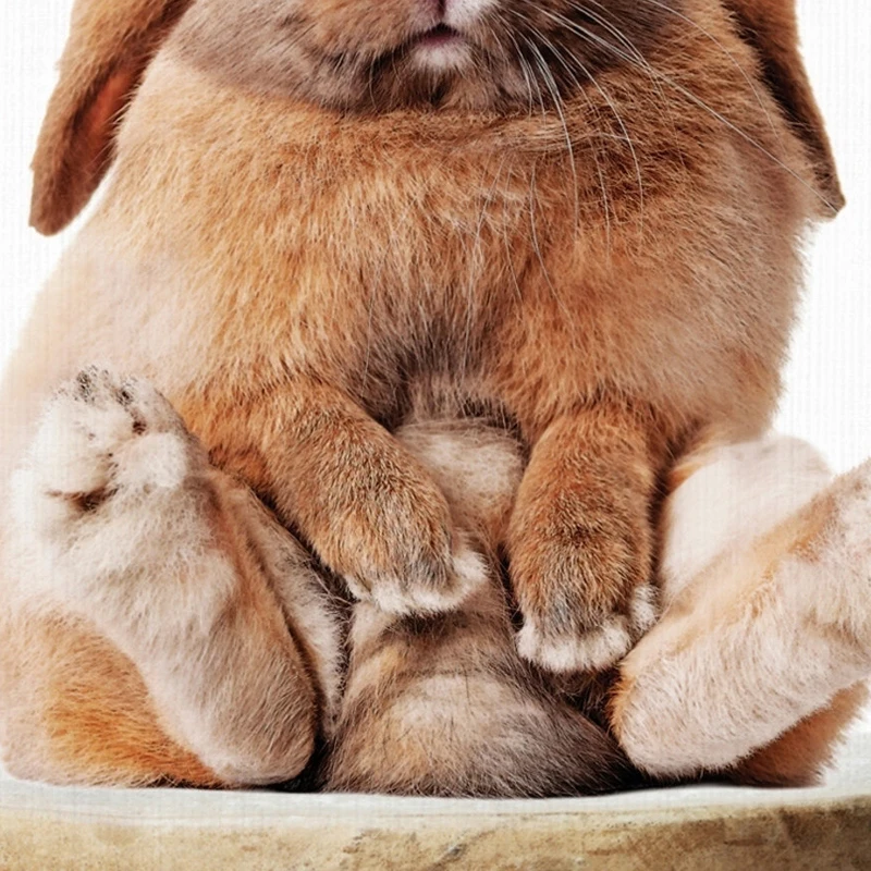 Sylvie-Pudge-Bunny-Rabbit-Animal-Print-Framed-Canvasby-Amy-Peterson-N-A-da17f10b-ccef-485c-b9c6-0961e84d692c