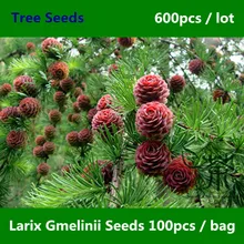 Widely Cultivated Larix Gmelinii Seeds 600pcs, Family Pinaceae Dahurian Larch Tree Seeds, Garden Greening Deciduous Trees Seeds