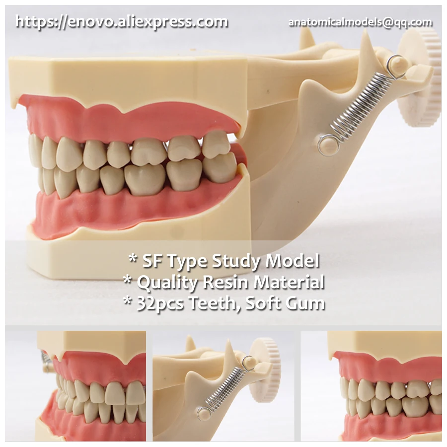 

13009 DH107-1 SF Type Similar Frasaco Black Teeth Study Model, Medical Science Educational Dental Teaching Models