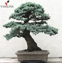 Cedrus deodara seeds Cedrus Deodara Conifer Indoor Plant bonsai tree seeds Light blue Deodara Cedar seed 10pcs/bag