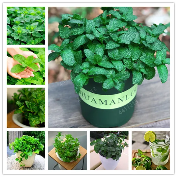 

100pcs/bag Mint Seedling potted herb edible Plants in bonsai or pot Organic Plantas vegetables for home and garden