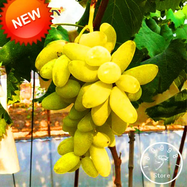 Виноград голд описание сорта. Виноград голд описание сорта. Виноград кишмиш золотце. Виноград голд описание сорта. Виноград голд описание сорта.