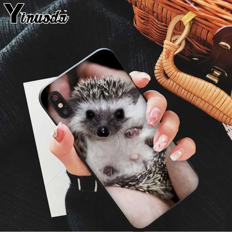 Hedgehog Cute in Teacup Animal Art