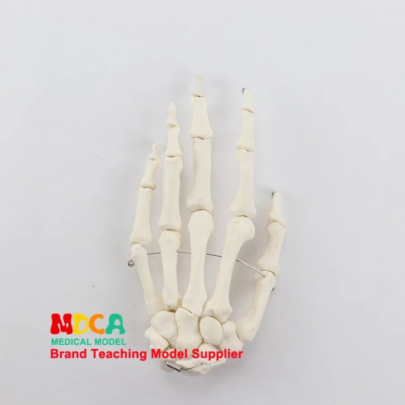 1:1 модель скелета ладони руки костяная ортопедическая учебная медицинская медицина Обучение Манекен анатомическая модель