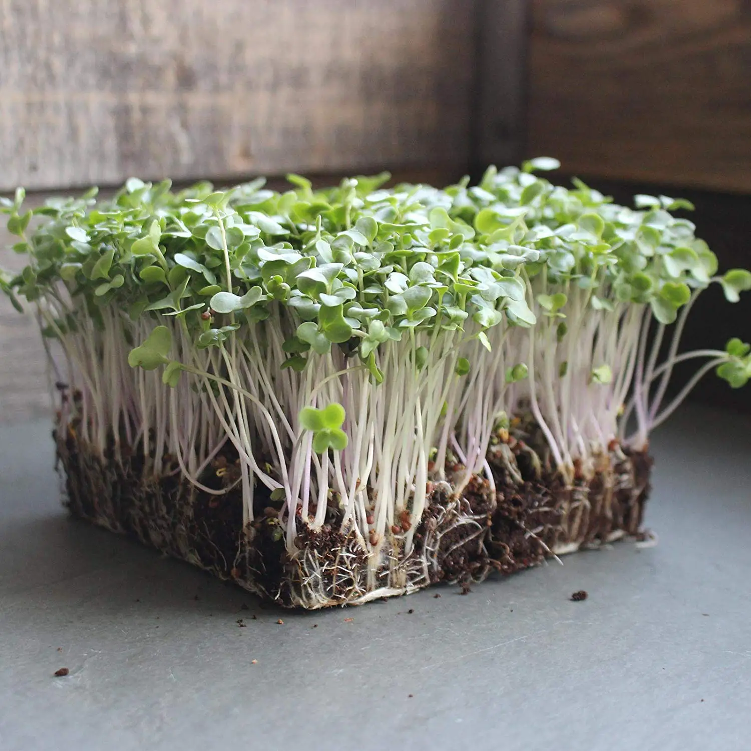 

200 Pcs Broccoli Bonsai Non-GMO Bulk Heirloom Broccoli for Sprouting Microgreens Vegetable Gardening Garden Salad Garnishes