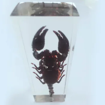 

Malaysian Forest Scorpion Embedded Specimen Real Drenched Scorpion Specimen Model Biology Research Aid Creative Resin Handicraft