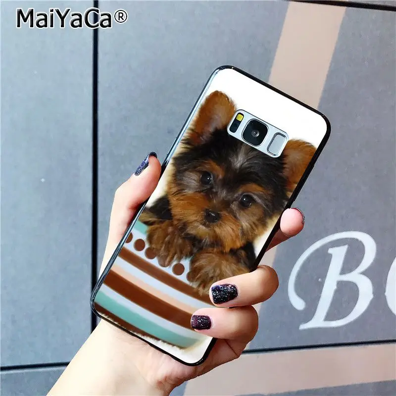 yorkshire terrier dog puppy