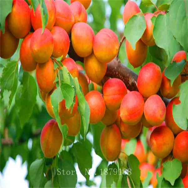Apricot Tree Seeds 5Pcs Best Seeds Online Free Shipping Worldwide