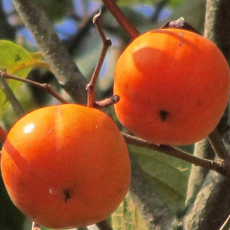 50 Pcs Persimmon plant Diospyros Kaki Non-GMO Delicious Fruit Tree Home Garden Bonsai Plant sementes da fruta Easy Growing