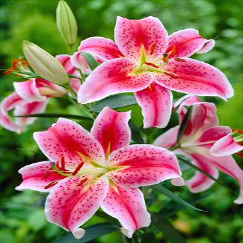 Online Get Cheap Lily Bulb Alibaba Group