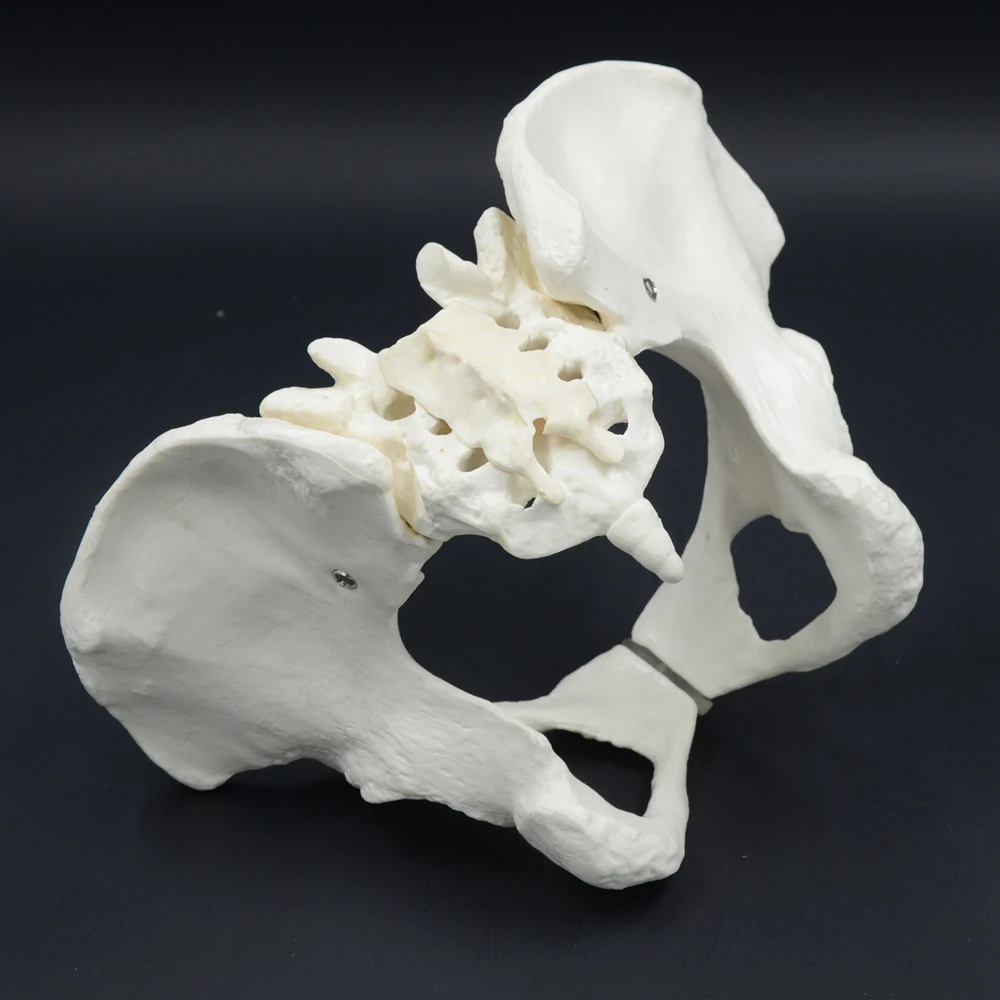 Модель таза 1:1 для женщин модель Ilium Ischium Pubis медицинская костного скелета