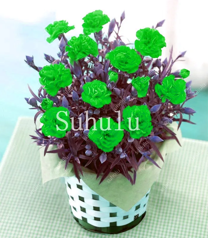 New Arrival! Rare Mini Carnations Bonsai Flowers Dianthus Caryophyllus Flowers Bonsai For Home Garden Plant Mom Gift 100 Pcs New Arrival! Rare Mini Carnations Bonsai Flowers Dianthus Caryophyllus Flowers Bonsai For Home Garden Plant Mom Gift 100 Pcs