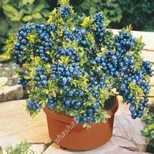 

BlueBerry Bonsai 400 pcs Fruit Tree Highbush Blueberries DIY Countyard Bonsai plants Seedling for home & garden easy to grow