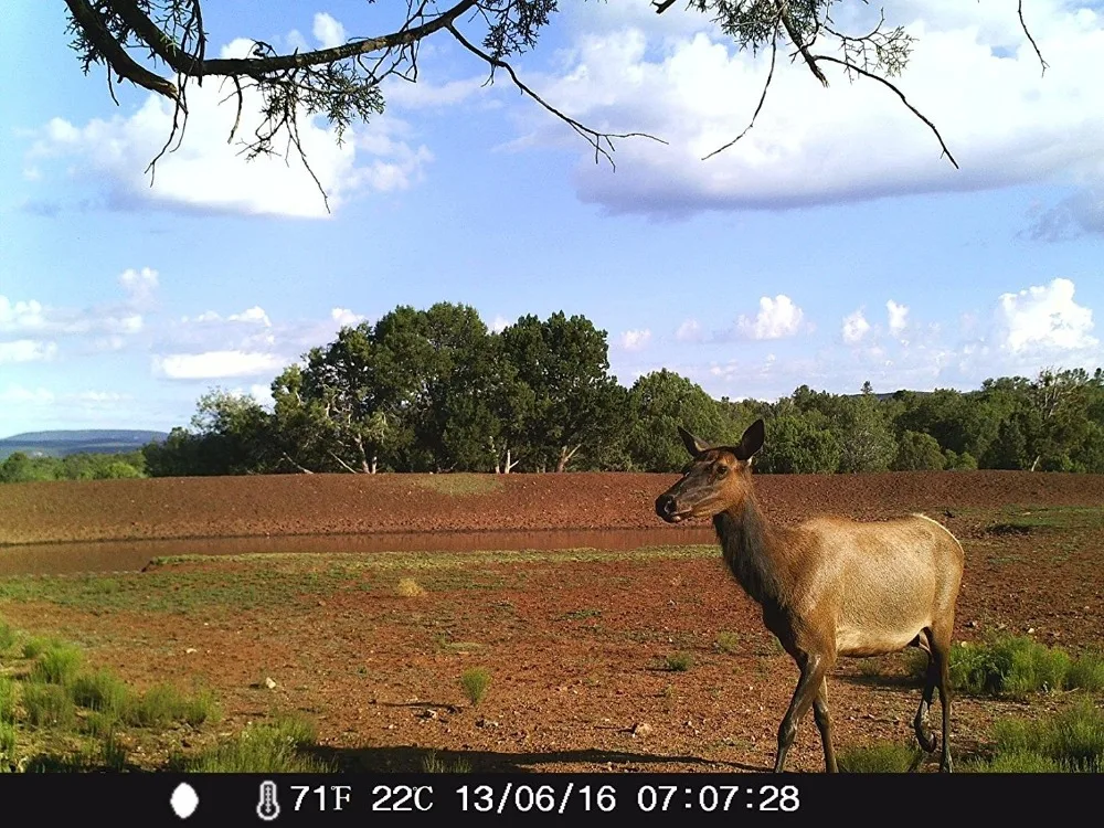 hunting camera day