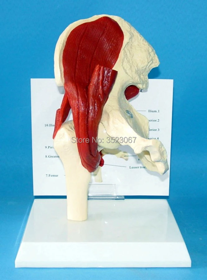 

human Muscled Hip Joint Model skeleton anatomical anatomia Regional Human Brain Model anatomy medical training