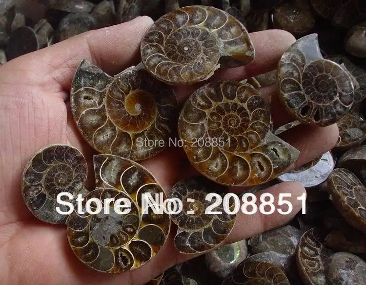 

6 Pieces Natural Rainbow Split Ammonite Fossil Cut in Half from Madagascar healing. Wholesales Price, Free Shipping