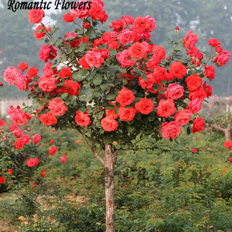 Popular Rose Tree-Buy Cheap Rose Tree lots from China Rose