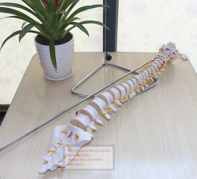 

Lumbar Spine Model,Spine Model,1:1 Spinal Nerve Model,Model of Human Spine