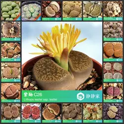 50 шт. 100% свежий Настоящее lithops сочные кактус Semillas ~ живые камни (S25-48)