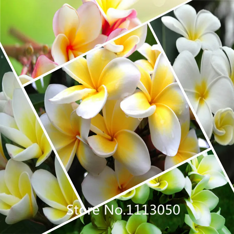 Online Buy Wholesale frangipani plant from China