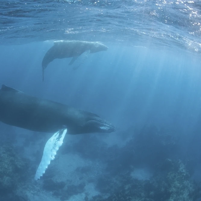 A humpback whale and her calf in the Caribbean Sea Poster Print (17 x 11)