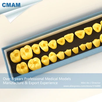 

DH/13095, Dental Pulp Location, Anatomically Teeth, 4times Bigger, Educational Teaching Anatomical Models