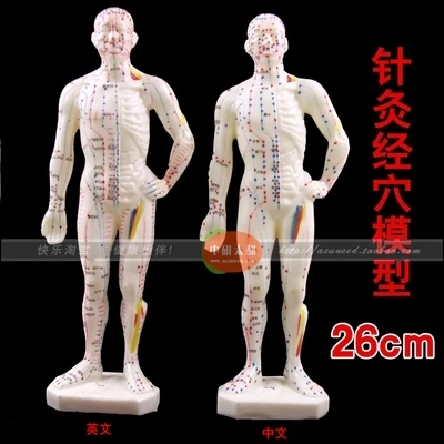 

human body Acupuncture model rubber Easy to carry Manhunt Engilsh/Chinese